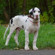 Наш новый дог — Tellus Danes Wielislaw